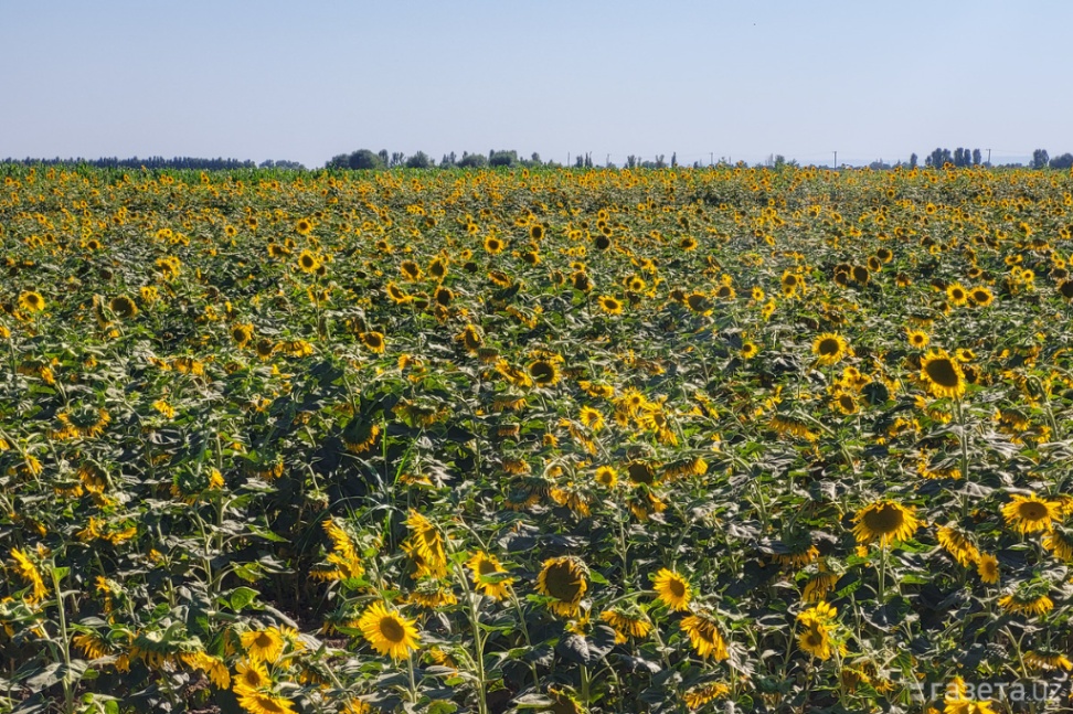 images/кунгабоқар 2.jpg